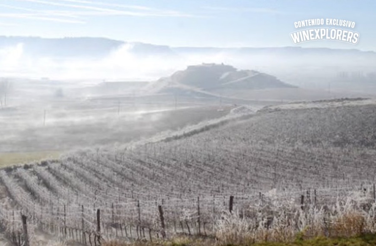 Cambio climático y vino: la oportunidad que se abre para Argentina mientras Europa se reinventa