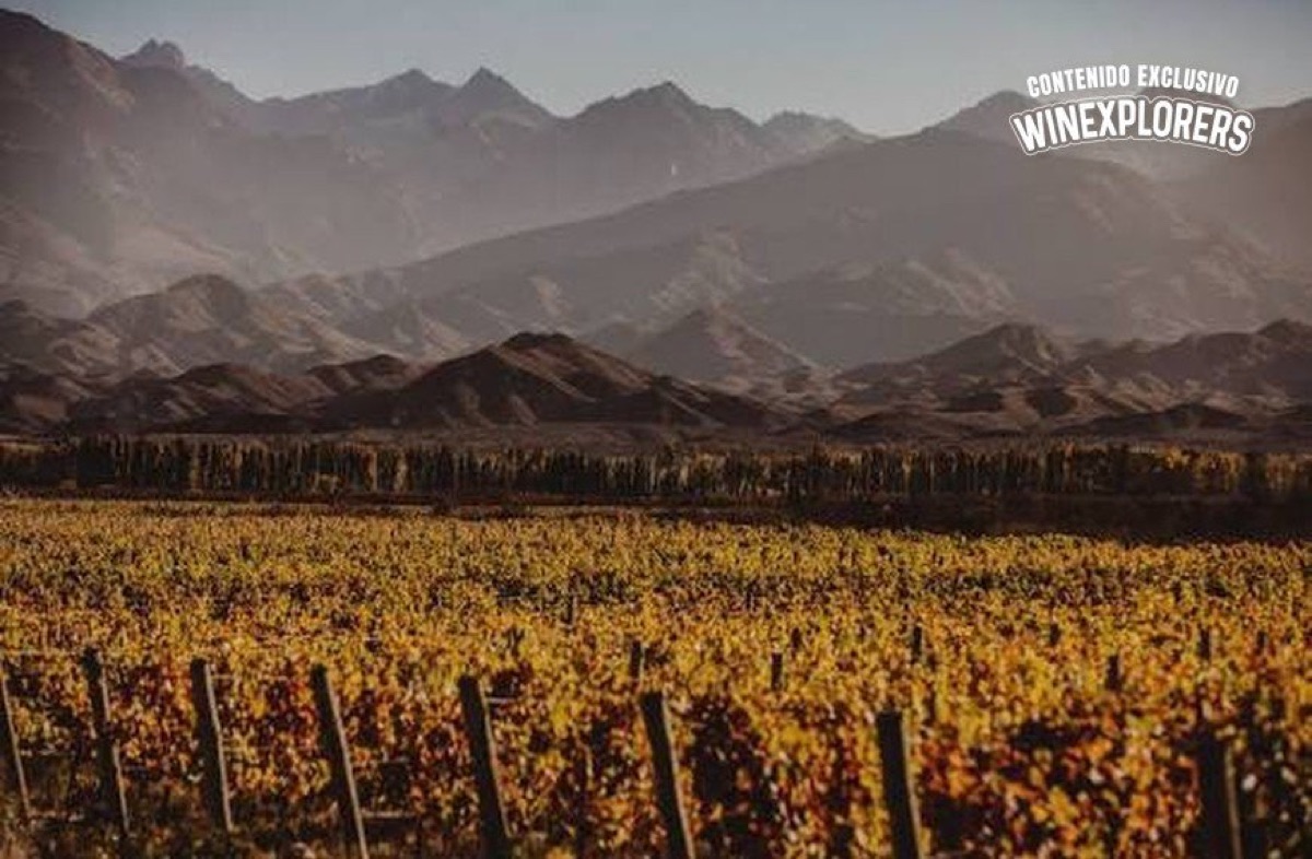 Los Chocos celebran 15 cosechas en Altamira: la historia de un proyecto que apostó a un terroir relegado de Mendoza
