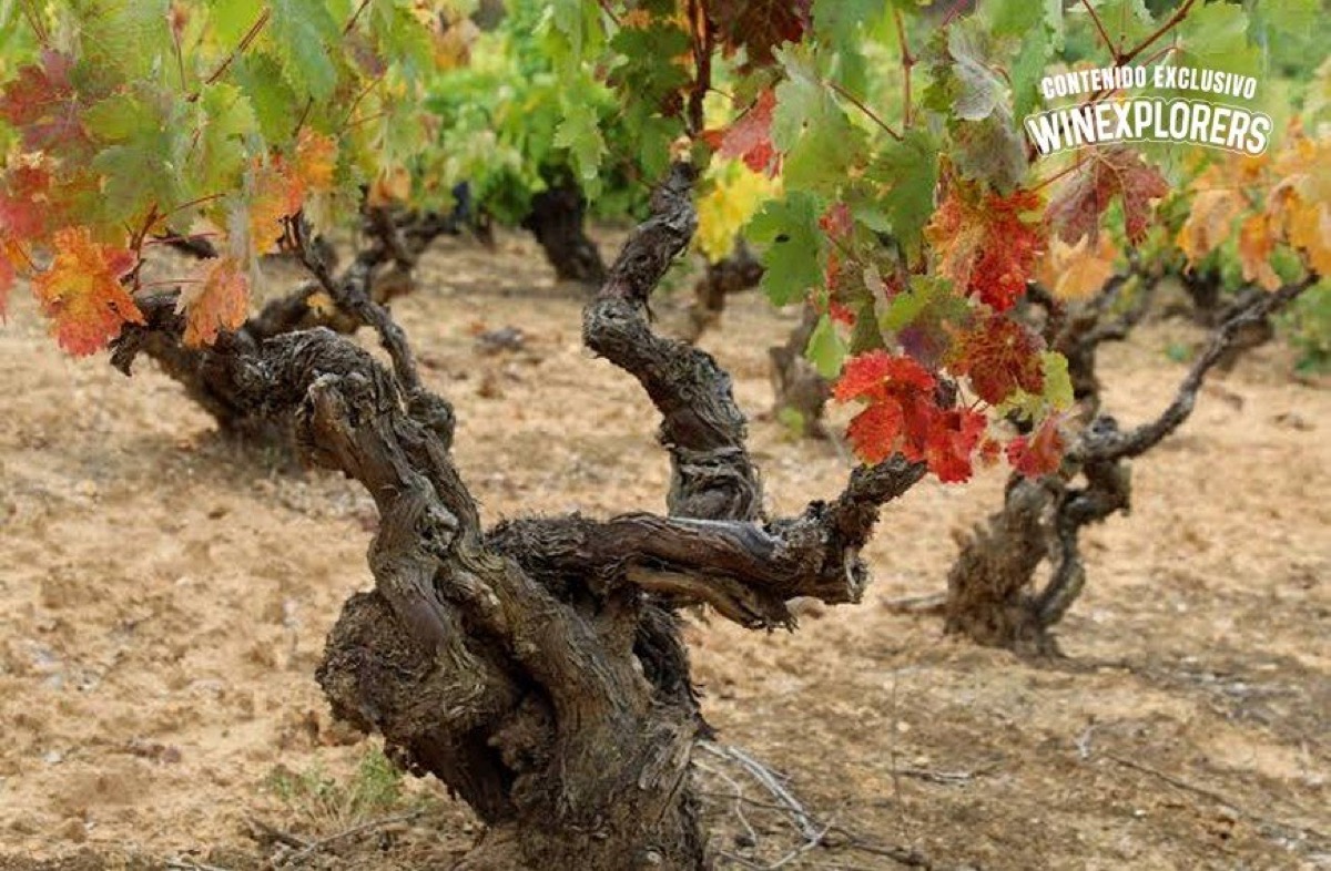 Viñedos antiguos: el patrimonio vitivinícola que Argentina está perdiendo
