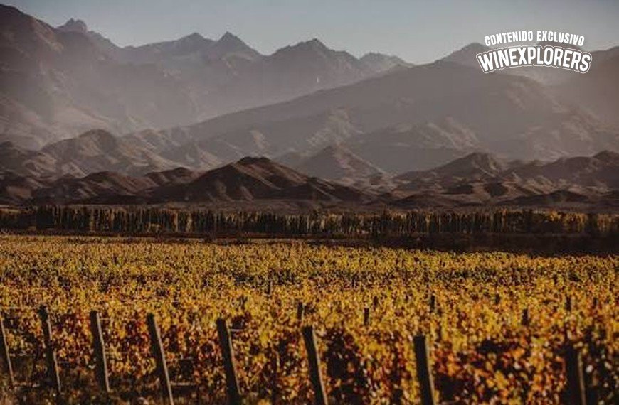 Los Chocos celebran 15 cosechas en Altamira: la historia de un proyecto que apostó a un terroir relegado de Mendoza