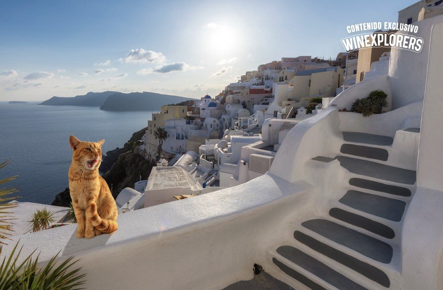 Voluntariados con causa: cuidar gatos en Grecia a cambio de alojamiento gratis